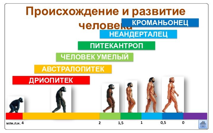 ДРИОПИТЕКПроисхождение и развитие человекаАВСТРАЛОПИТЕКЧЕЛОВЕК УМЕЛЫЙПИТЕКАНТРОПНЕАНДЕРТАЛЕЦКРОМАНЬОНЕЦ