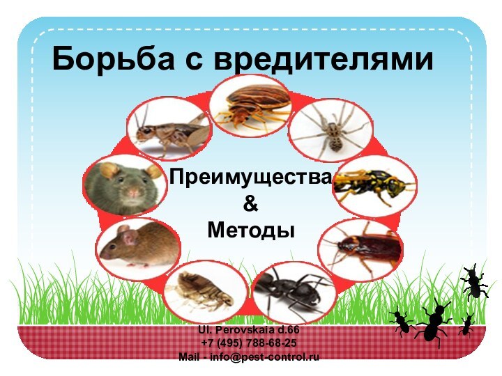 Борьба с вредителямиПреимущества & МетодыUl. Perovskaia d.66+7 (495) 788-68-25 Mail - info@pest-control.ru