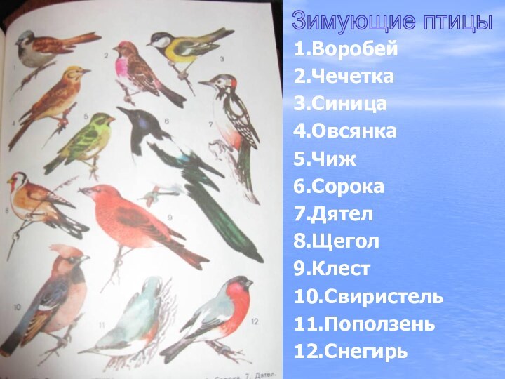 1.Воробей2.Чечетка3.Синица4.Овсянка5.Чиж6.Сорока7.Дятел8.Щегол9.Клест10.Свиристель11.Поползень12.СнегирьЗимующие птицы