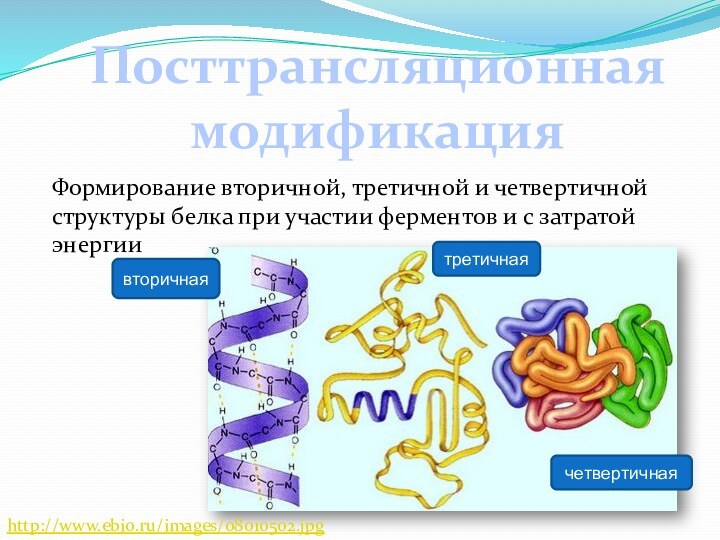 Посттрансляционная модификацияФормирование вторичной, третичной и четвертичной структуры белка при участии ферментов и с затратой энергиивторичнаятретичнаячетвертичнаяhttp://www.ebio.ru/images/08010502.jpg