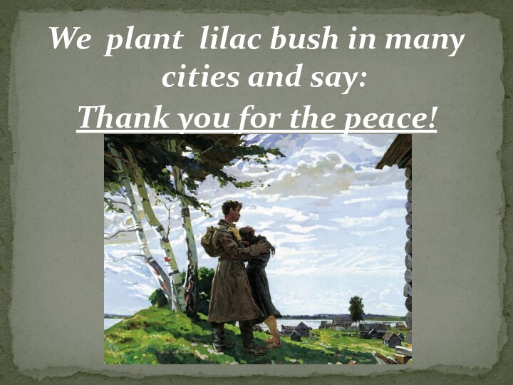 We plant lilac bush in many cities and say:Thank you for the peace!