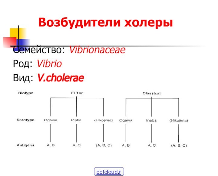 Возбудители холерыСемейство: VibrionaceaeРод: VibrioВид: V.cholerae