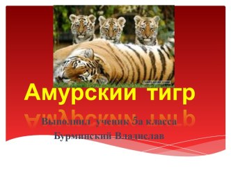 Амурский тигр