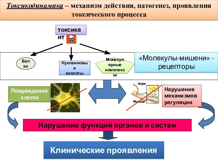 Токсикодинамика – механизм действия, патогенез, проявления токсического процессаБелкиНуклеиновые кислотыМолекулярные комплексы«Молекулы-мишени» -рецепторыНарушение функций