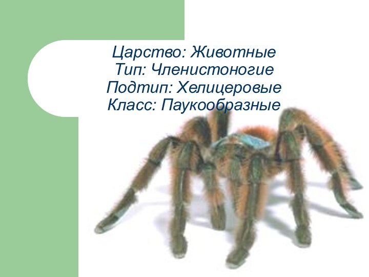 Царство: Животные Тип: Членистоногие Подтип: Хелицеровые Класс: Паукообразные