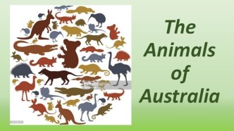 The animals of australia