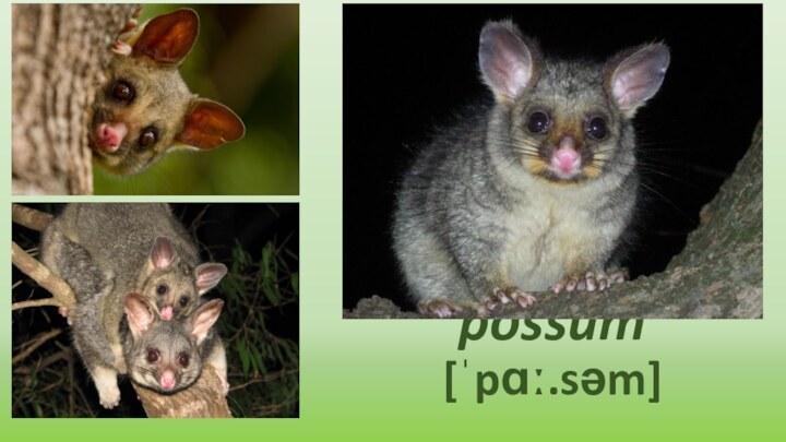 possum [ˈpɑː.səm]