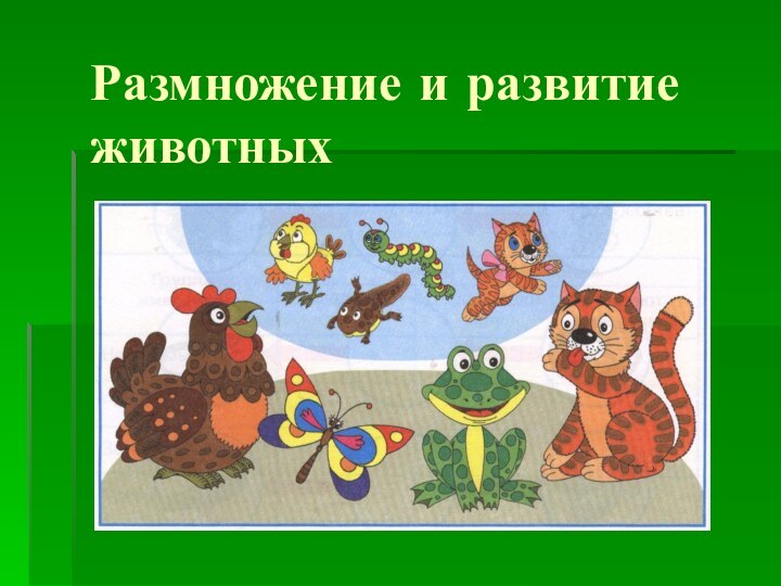 Размножение и развитие животных