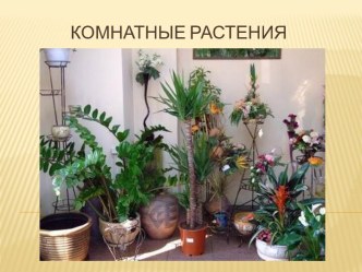 Комнатные растения 5 класс