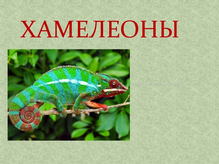 ХАМЕЛЕОНЫ