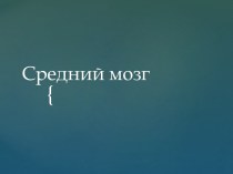 Средний мозг