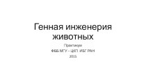 Генная инженерия животных