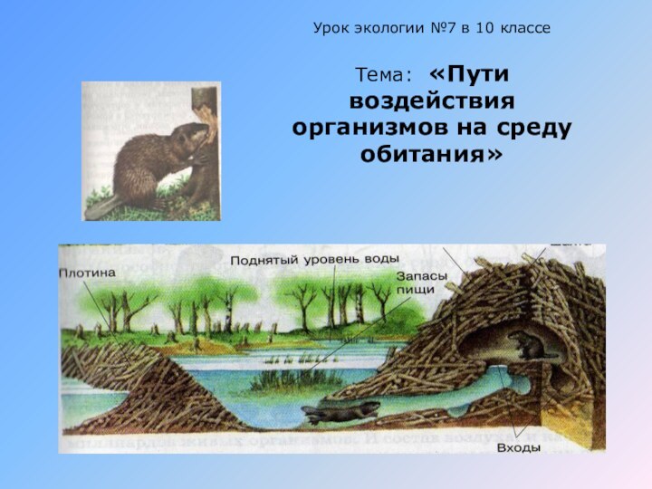 Урок экологии №7 в 10 классе  Тема: «Пути воздействия организмов на среду обитания»