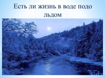 Есть ли жизнь в воде подо льдом