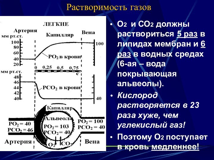 Растворимость газовО2 и СО2 должны раствориться 5 раз в липидах мембран и