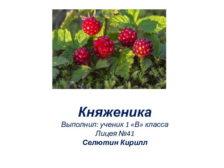 Княженика Выполнил: ученик 1 «В» класса Лицея №41 Селютин Кирилл