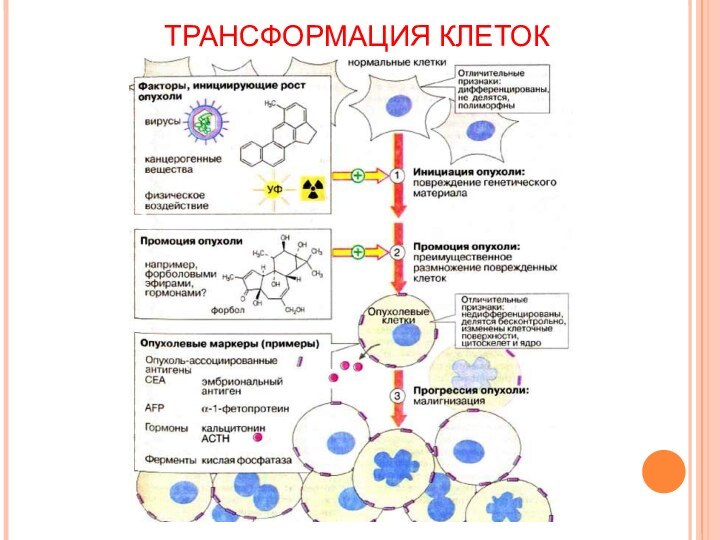 ТРАНСФОРМАЦИЯ КЛЕТОК