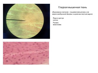 Строение мышечной ткани