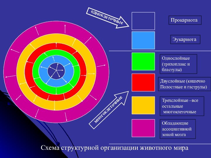 Схема структурной организации животного мира