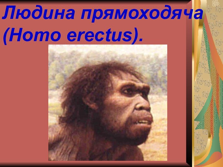 Людина прямоходяча (Homo erectus).