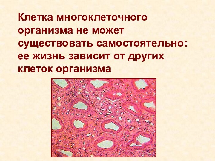 Клетка многоклеточного организма не может существовать самостоятельно: ее жизнь зависит от других клеток организма