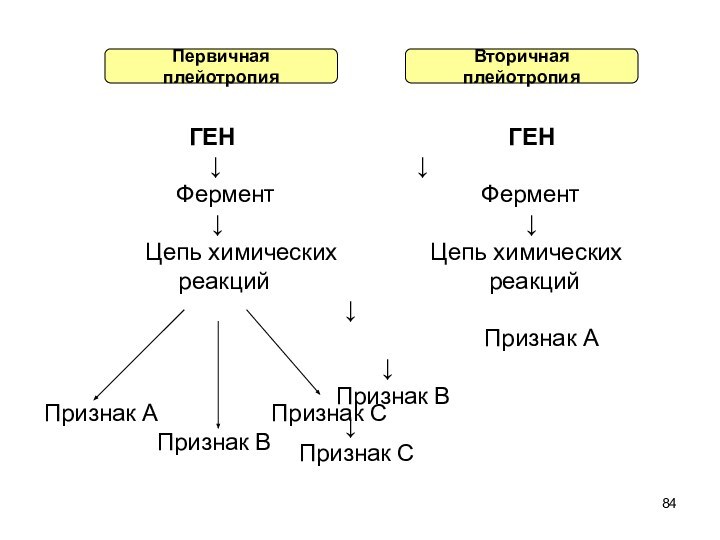 Первичная плейотропияВторичная плейотропия         ГЕН