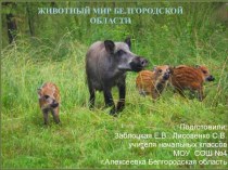 Животный мир Белгородской области