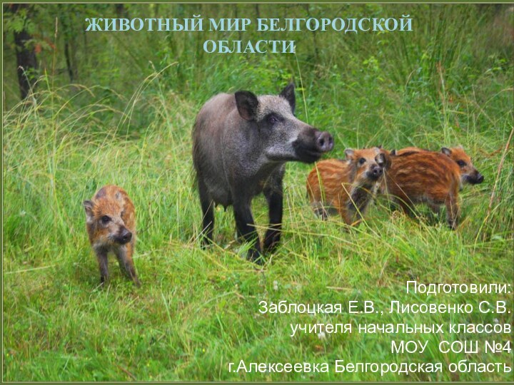 Животный мир Белгородской областиПодготовили:Заблоцкая Е.В., Лисовенко С.В.учителя начальных классовМОУ СОШ №4г.Алексеевка Белгородская область