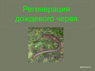 Регенерация дождевого червя