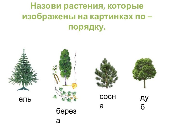 Назови растения, которые изображены на картинках по – порядку. ельберезасоснадуб