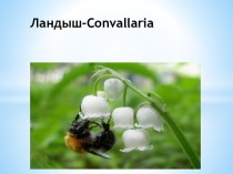 Ландыш-convallaria