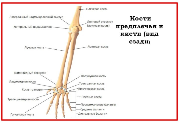  Кости предплечья и кисти (вид сзади)