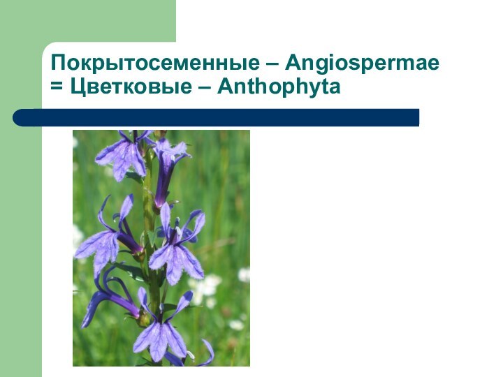 Покрытосеменные – Angiospermae = Цветковые – Anthophyta