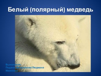 Белый (полярный) медведь