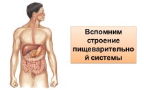 Пищеварительная система