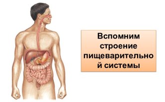 Пищеварительная система