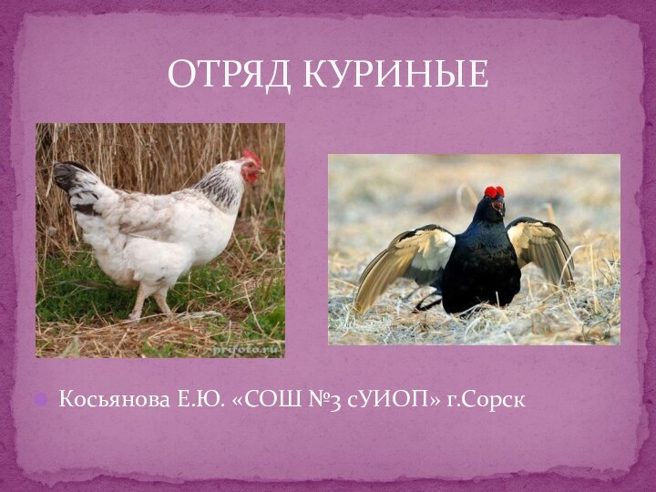 Косьянова Е.Ю. «СОШ №3 сУИОП» г.СорскОТРЯД КУРИНЫЕ