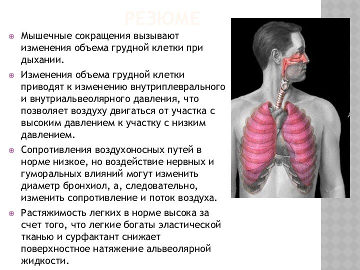 резюмеМышечные сокращения вызывают изменения объема грудной клетки при дыхании.Изменения объема грудной клетки