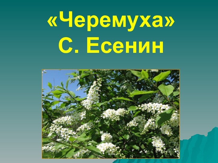 «Черемуха» С. Есенин