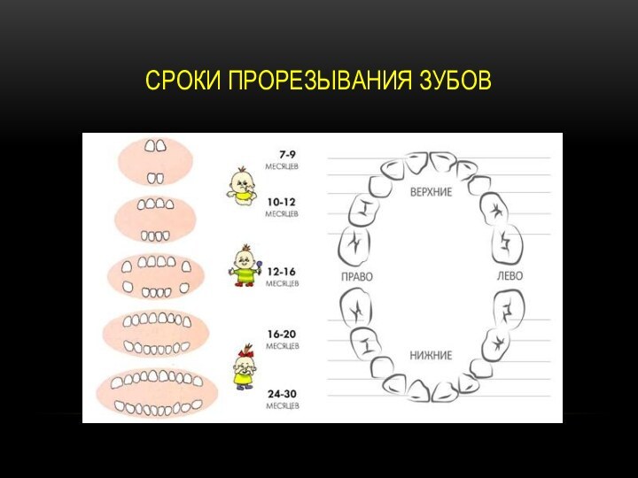 СРОКИ ПРОРЕЗЫВАНИЯ ЗУБОВ