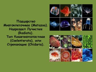 Подцарство Многоклеточные (metazoa).Надраздел Лучистые (radiata). Тип Кишечнополостные (coelenterata), или Стрекающие (chidaria).