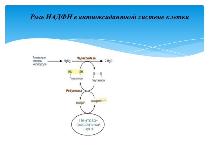 Роль НАДФН в антиоксидантной системе клетки