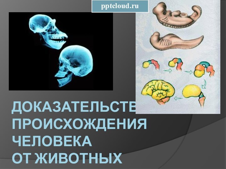 Доказательства происхождения человека  от животных