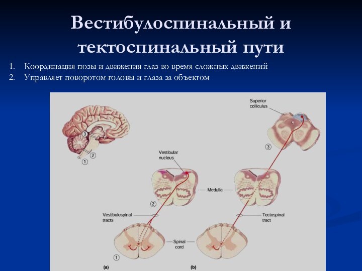 Вестибулоспинальный и тектоспинальный путиКоординация позы и движения глаз во время сложных движенийУправляет