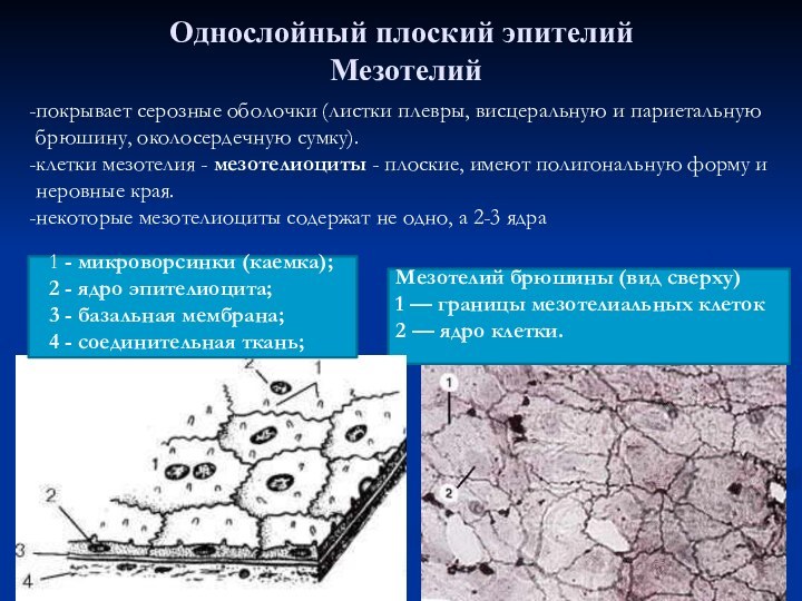 Мезотелий рисунок гистология