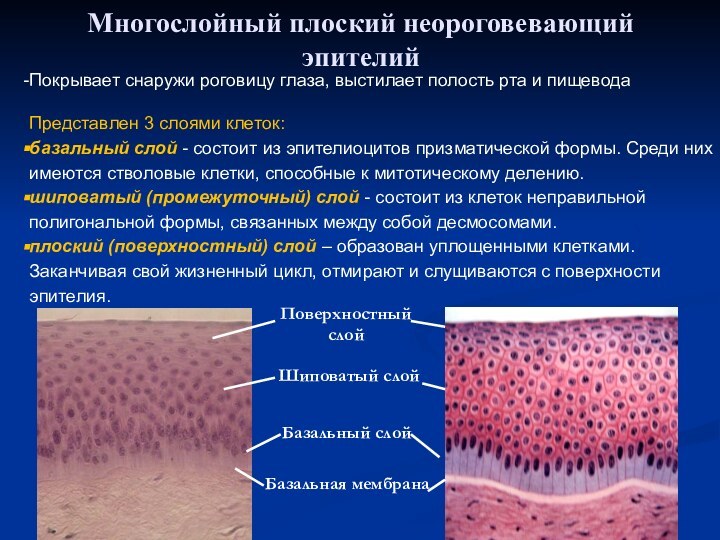 Многослойный неороговевающий эпителий рисунок