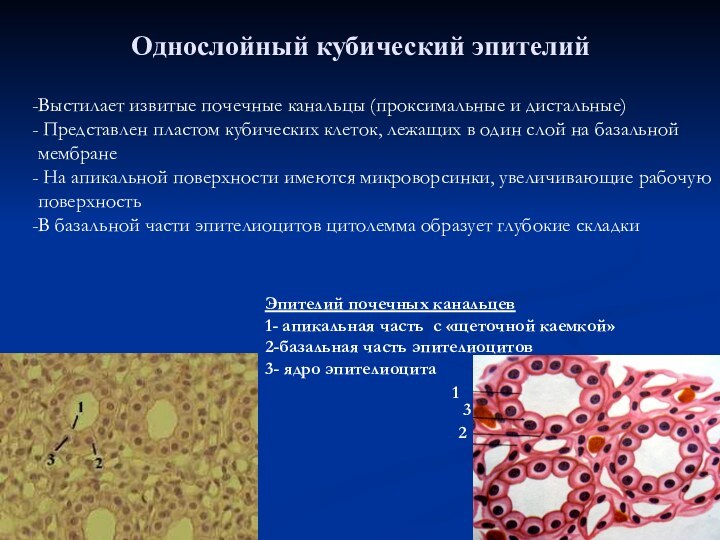 Однослойный кубический эпителий рисунок с обозначениями