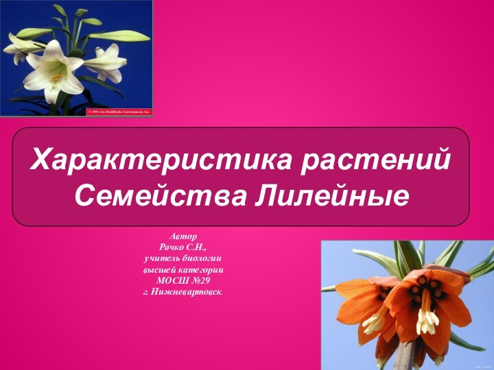 АвторРачко С.Н.,учитель биологии высшей категорииМОСШ №29г. Нижневартовск.Характеристика растений  Семейства Лилейные