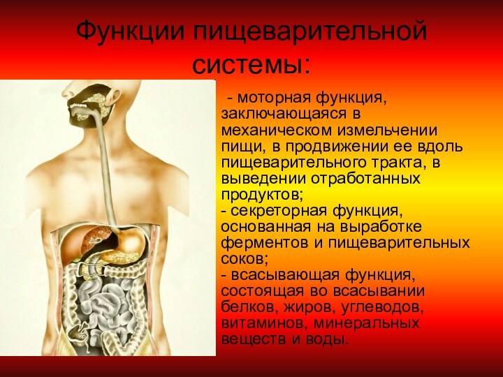 Функции пищеварительной системы:	- моторная функция, заключающаяся в механическом измельчении пищи, в продвижении