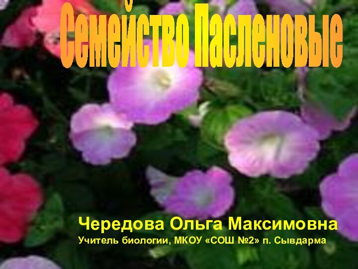 СЕМЕЙСТВО ПАСЛЕНОВЫЕЧередова Ольга МаксимовнаУчитель биологии, МКОУ «СОШ №2» п. СывдармаСемейство Пасленовые